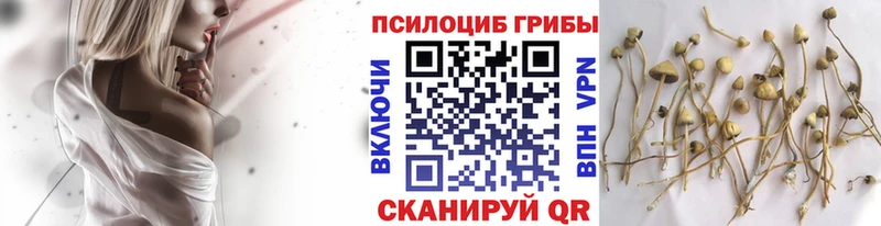 darknet состав  наркотики  Ачхой-Мартан  Галлюциногенные грибы мицелий 